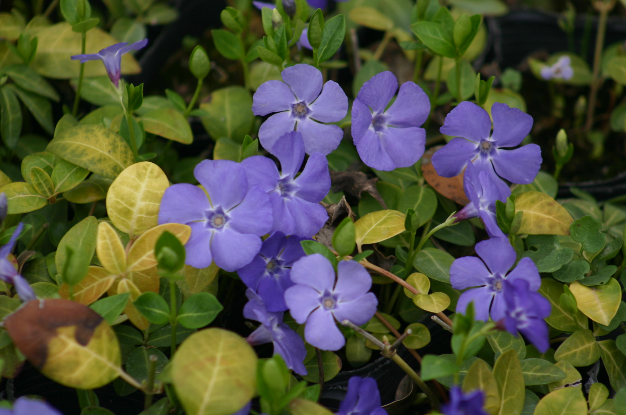 Vinca minor